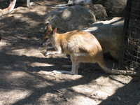  kangaroo eating cone.JPG 